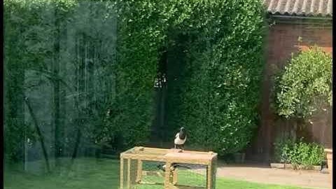 Catching a magpie in a Larson trap (how they actually work)