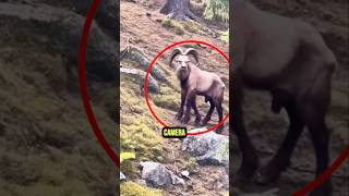 Amazing Animal Moments Caught On Camera 😱#animalfacts #wildlife #facts