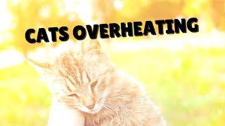 Helping Cats From Overheating Two Crazy Cat Ladies