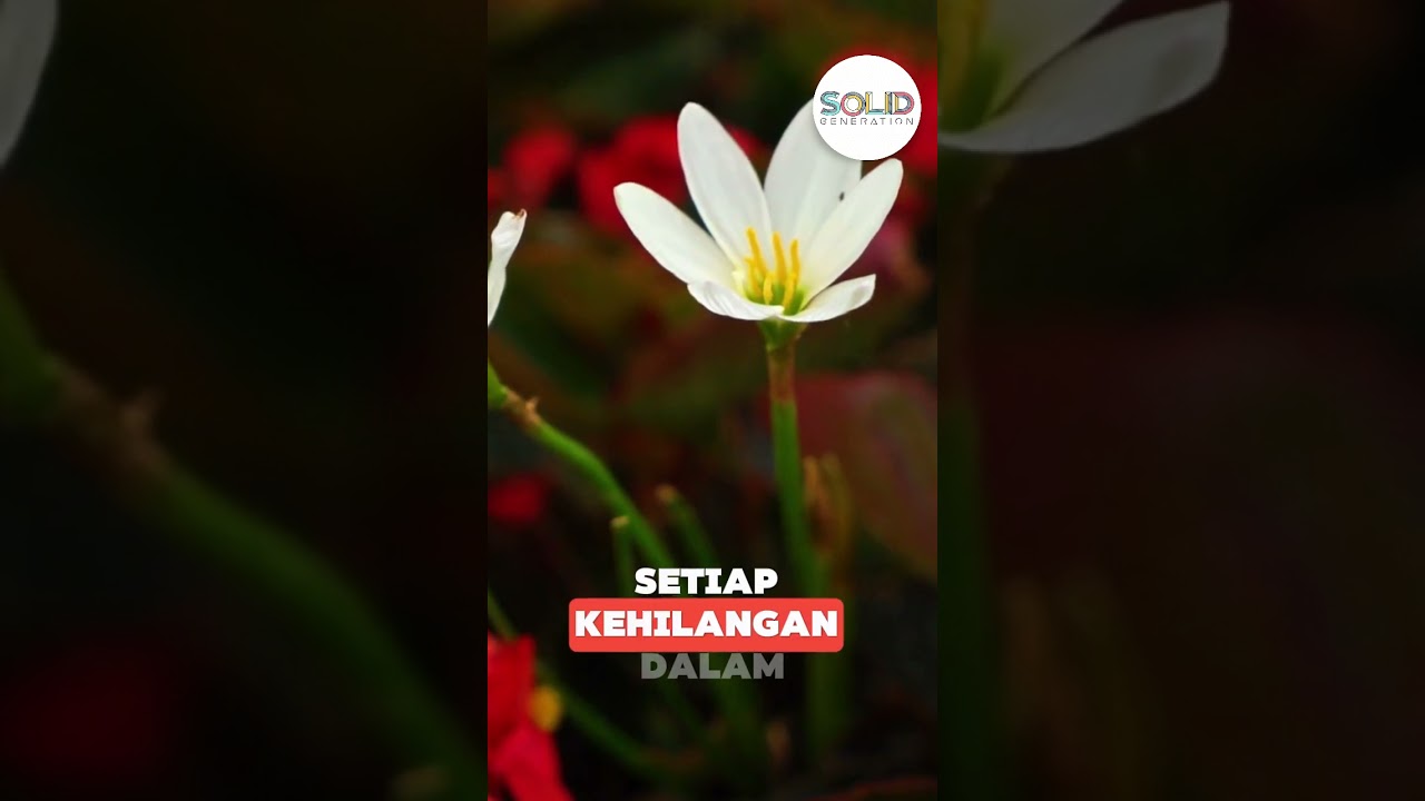Solid Reflection Ep. 353 Kehilangan bukan akhir segalanya 