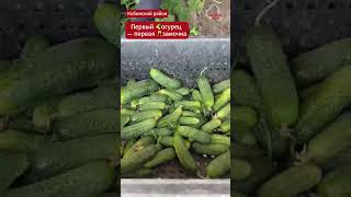 В Кобринском Районе Начали Сбор Огурцов