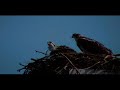 Ospreys @ Lake Allatoona