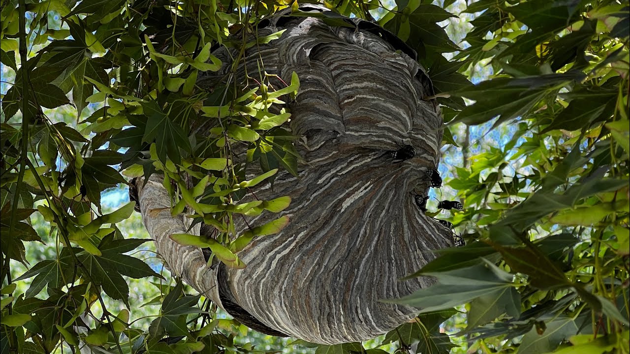 Removing Hornets with a Shop Vac and Bee Suit