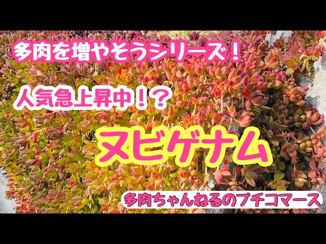 多肉植物】【多肉を増やそう】人気急上昇中⁉️デロスペルマ属