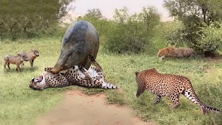 OMG! Mother Warthog Rushed To Bite The Leopard&#39;s Mouth Off To Save Her Baby - Tragic End Of Leopard