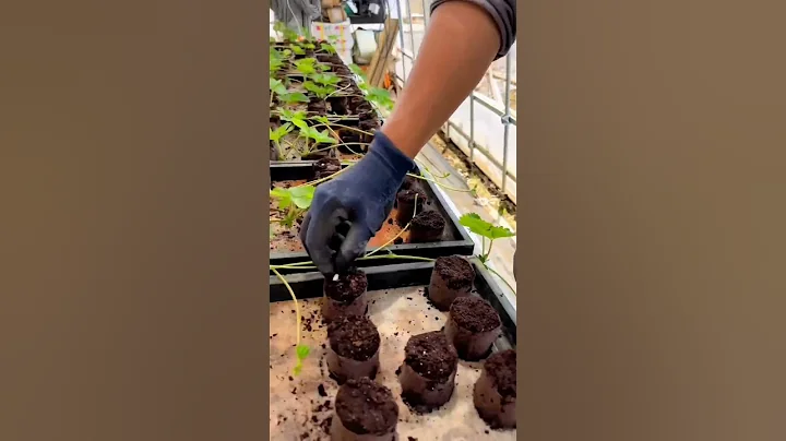 Strawberry Farming #satisfying #shot - DayDayNews