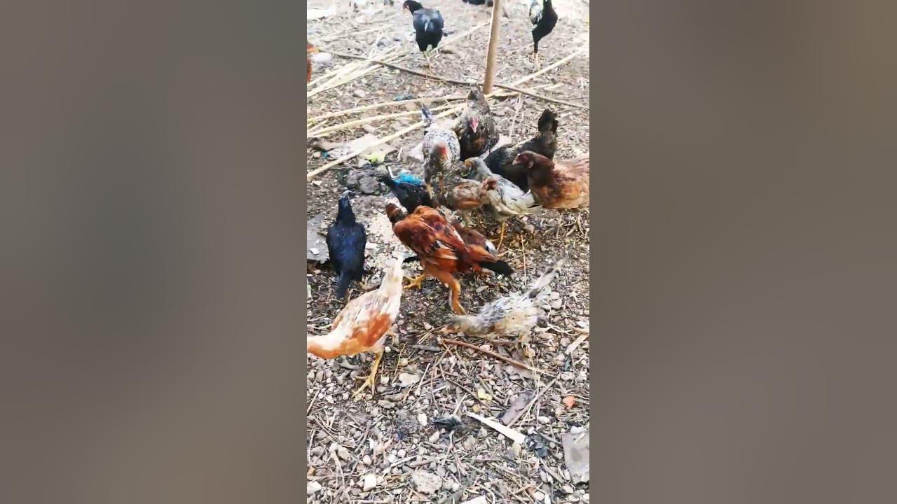 From Garden to Gullet: Chickens Relishing in Garden Scraps and ...