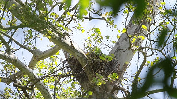 Red Tailed Hawk Nest