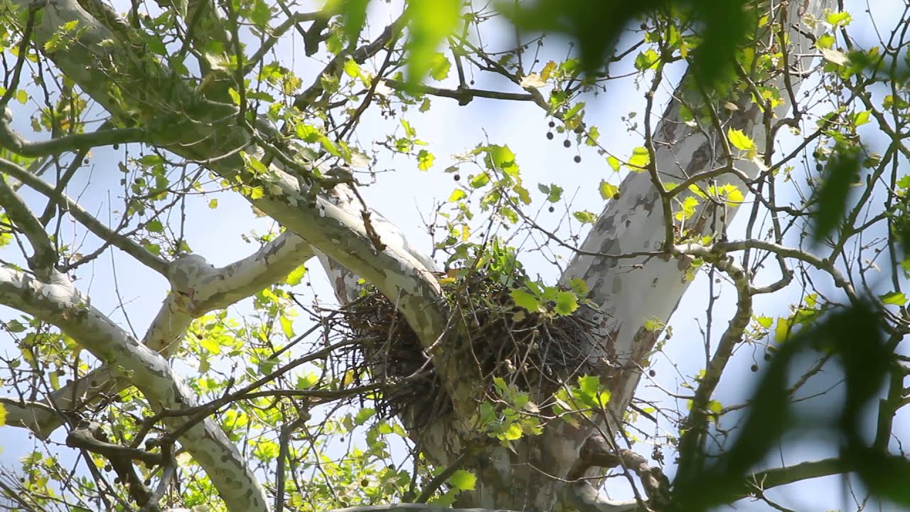 video phone beyonce mp3 Red Tailed Hawk Nest