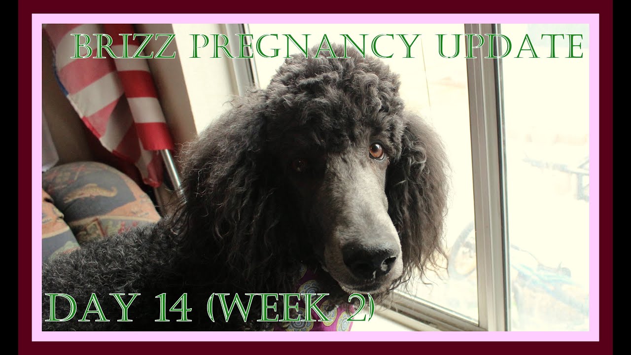 Pregnant Standard Poodle Day 14 YouTube