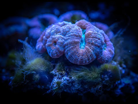 Stunning 4K Underwater footage + Music | Nature Relaxation™ Rare & Colorful Sea Life Video