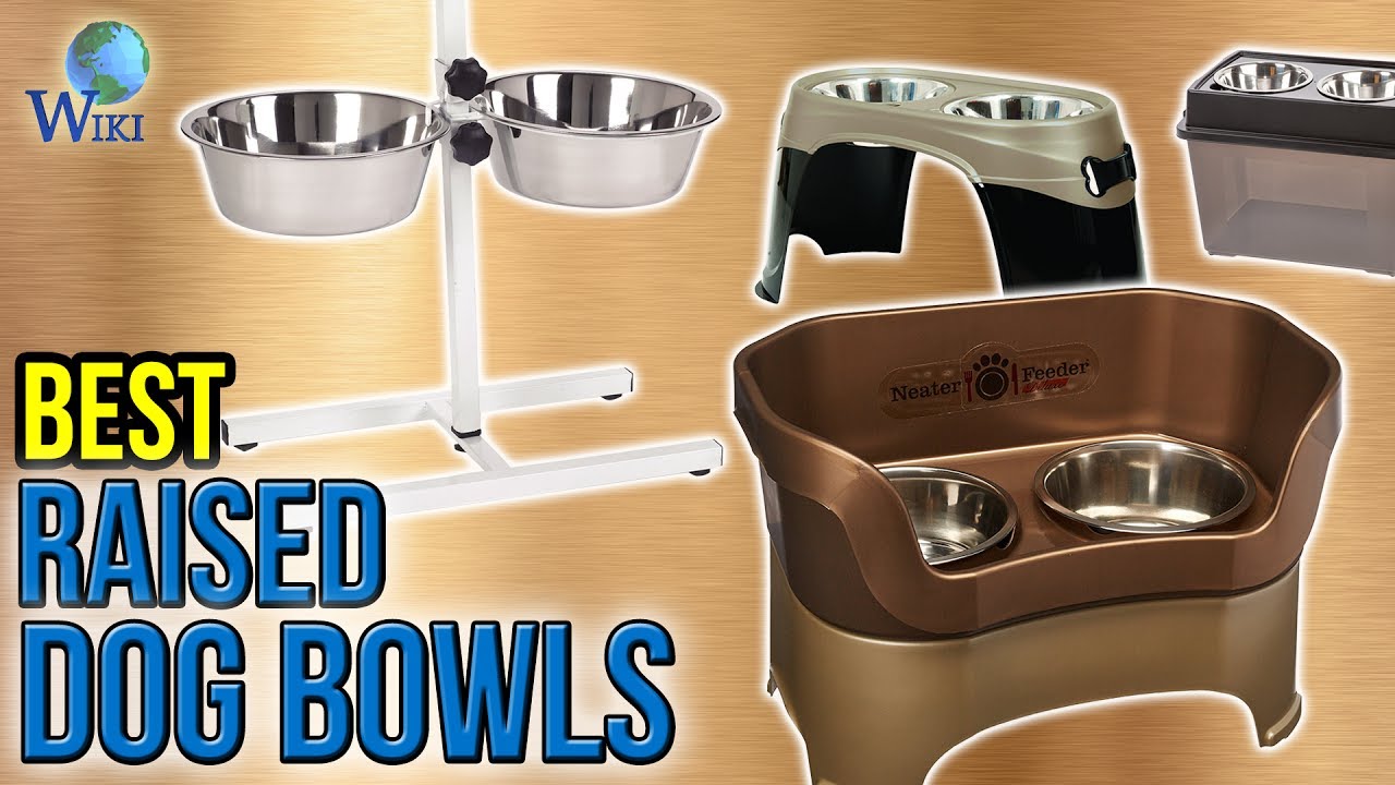 9 Best Raised Dog Bowls 2017 YouTube