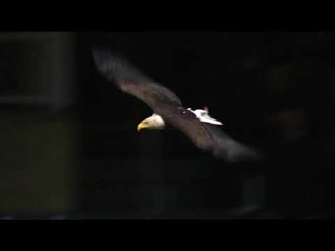 The bald eagle decided to make Paxton its landing spot