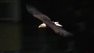 The bald eagle decided to make Paxton its landing spot