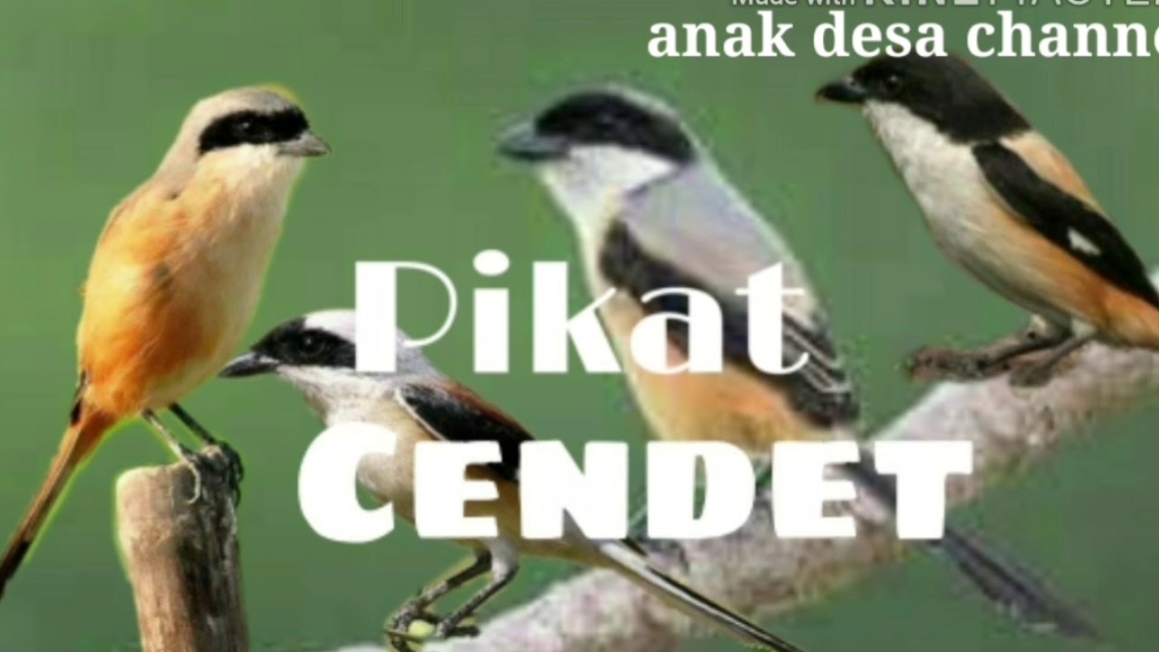  Suara  Pentet  menjerit kombinasi Burcil Buat Pikat burung  