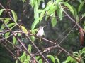 hummingbird taking a shower