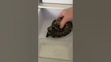 #reptiles #terrarium #exotic #snake #python #babysnakes #ballpython #королевскийпитон #shorts