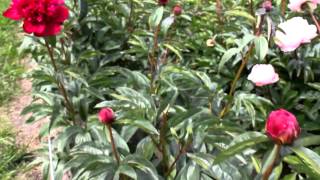 Lactiflora Felix Crousse | R2 Flowers BV | Peonies