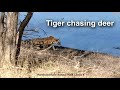 Tiger Chasing Deer In Ranthambore National Park Tiger Chasing Deer In Ranthambore National Park