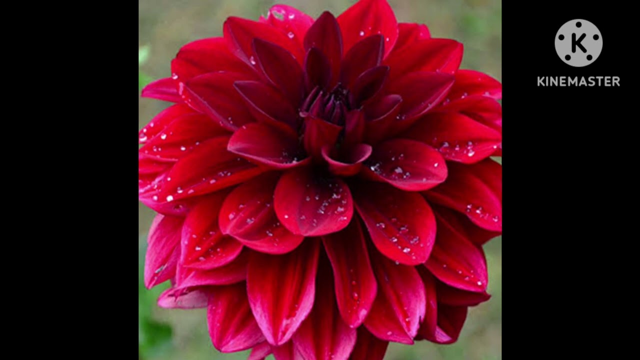 ఏందో ఒక్క స్థలం కొని విపరీతమైన బిల్డుప్స్ ఇస్తారని నాకు తెలీదు ఈ లెక్కన అంబానీ ఎంత బిల్డుప్ ఇవ్