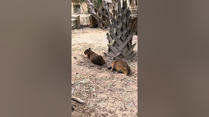 Hoy conoci a los capybarad