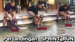DOG_RACE‼️TRIO PITBULL TANDING SPRINT RUN (LARI CEPAT)