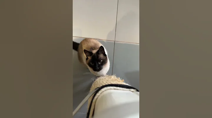 Watch the video about #Siamesecat attacks 😱