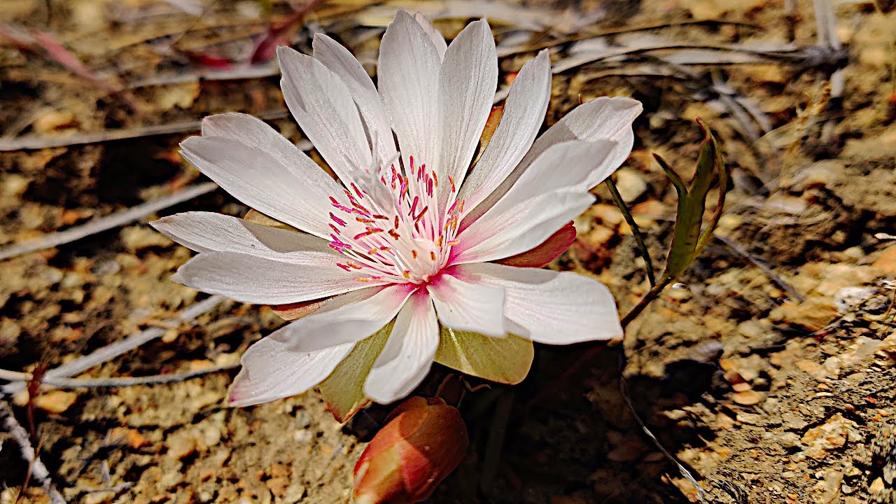 HIKING / Northrup Canyon - Bitterroot (Lewisia) Wildflowers - Taylor’s Checkerspot Butterfly