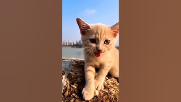 Thumbnail of cat video! cat voice! cat videos!#funny #shorts #video #love #music #trending #youtube #viralvideo
