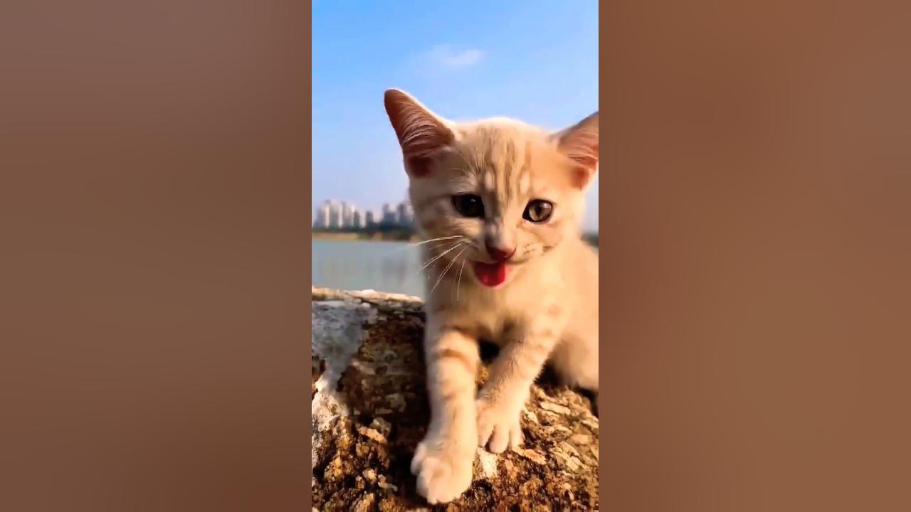 cat video! cat voice! cat videos!#funny #shorts #video #love #music #trending #youtube #viralvideo