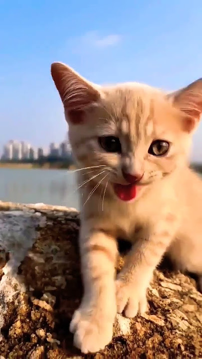 cat video! cat voice! cat videos!#funny #shorts #video #love #music #trending #youtube #viralvideo