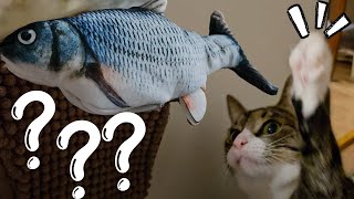 cats investigate a suspicious fish