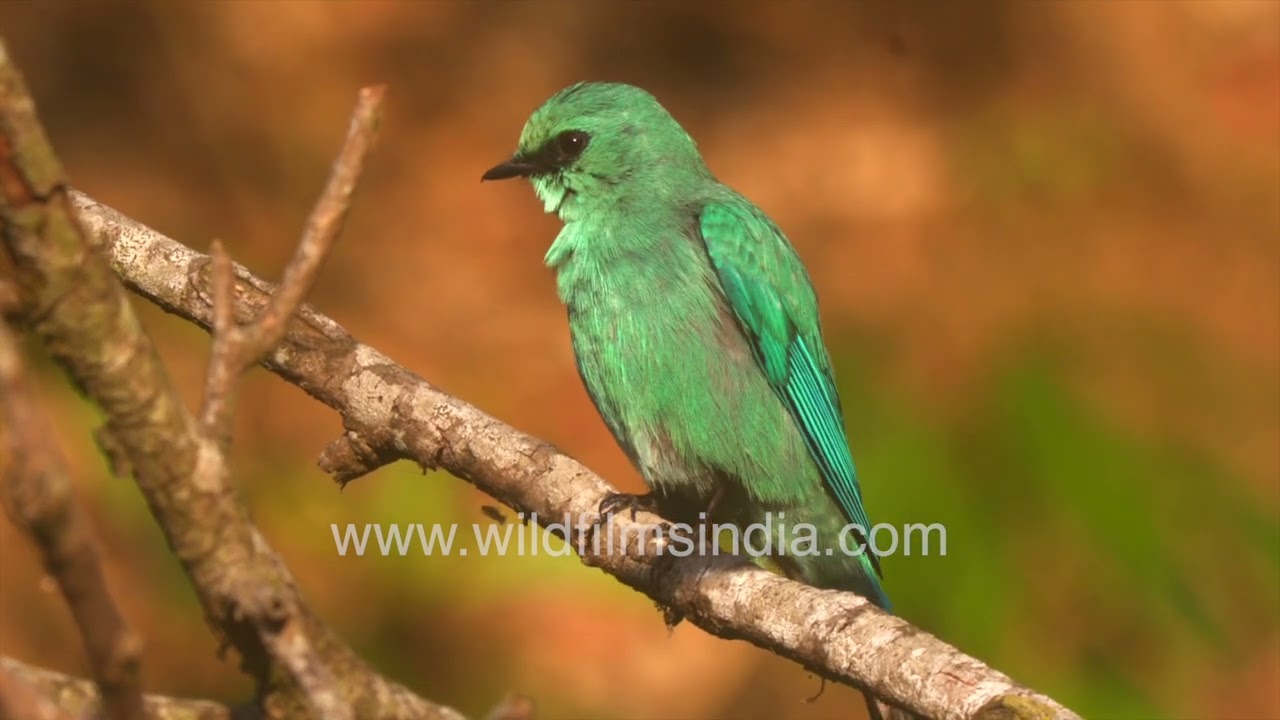 Himalayan bird close-up | Verditer Flycatcher preening its feathers.