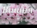 Самое доброе стихотворение. Вишня. Автор Михаил Исаковский