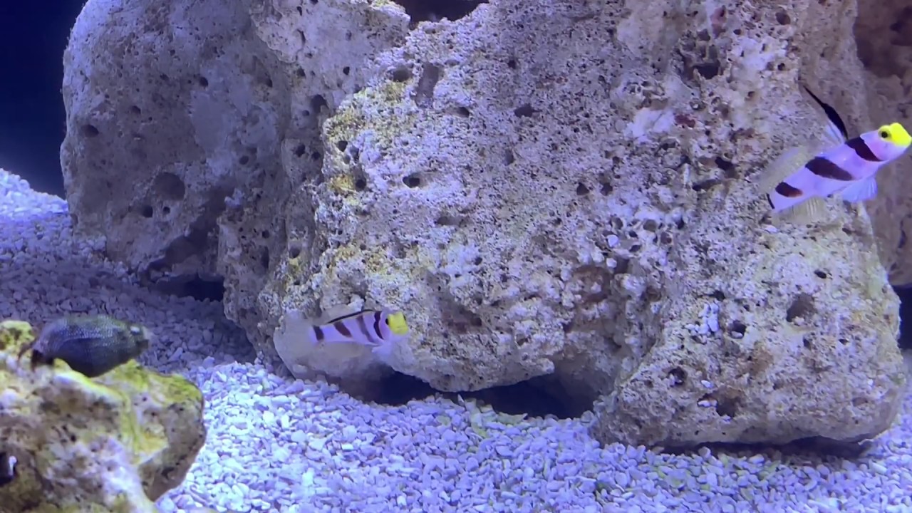 Pistol Shrimp Goby Symbiotic Relationship YouTube