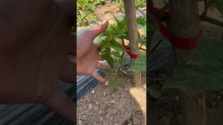 Domates Tarlası Im Öy Ğa Çe