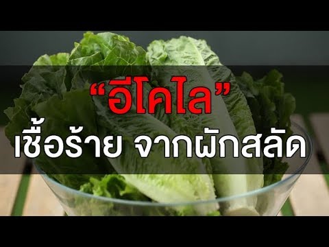 อีโคไล เชื้อร้ายจากผักสลัด : คลิป MU [by Mahidol]