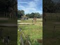 Giraffes at Zoo Tampa #thatfloridafeeling #florida #zootampa #giraffe