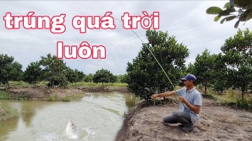 Câu cá rô,cá rô phi,khoái cái cảm giác nó kéo cái phao đã ghê | vui miền tây vlog
