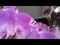 "АКАЦИЯ"И "ОРХИДЕЯ"-обзоры орхидей 22.07.20