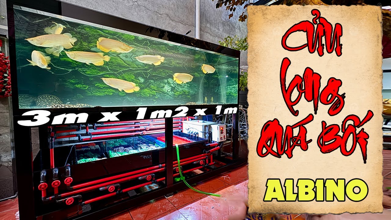 BẤT NGỜ với ngày giao hồ, gặp ngay CỬU LONG QUÁ BỐI ALBINO tại nhà khách giá trị X10 lần bộ HỒ 3 MÉT