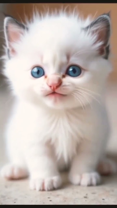 #miao#miao #cat