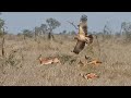 Eagle & 2 Jackals Hunt the Same Buck