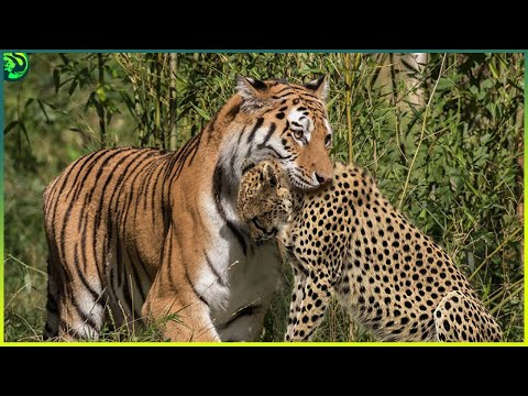 13 Deadliest Tiger Attacks Caught on Camera
