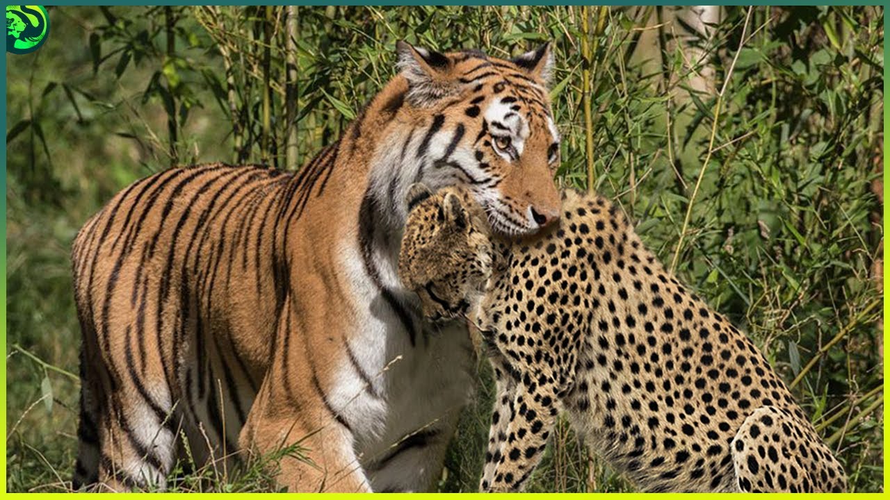  13 Deadliest Tiger Attacks Caught on Camera