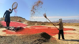 Village life in Khorasan: Barberry Harvesting for Homemade Goodies' by khorasan village life 107 views 5 months ago 22 minutes