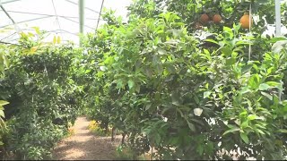 Sponsored Content: Exploring the Ozarks: Baker Creek Heirloom Seed Company's Citrus Green House