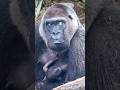 How Mom Gorilla Act When She Find her Baby Adorable. #gorilla #Genki #Santaro