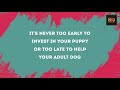 Beagle Puppy training Basic Obedience| K9 ACADEMY | NORTHEASTS FOREMOST DOG TRAINING SCHOOL | ASSAM