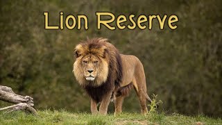 Tour of the Brand New: Lion Reserve at Port Lympne